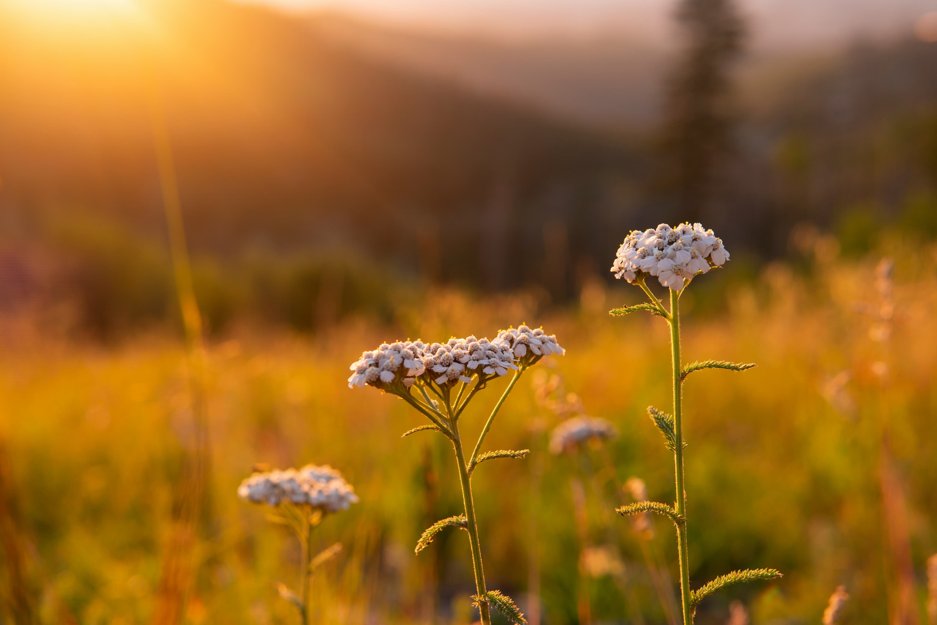 Golden Meadow