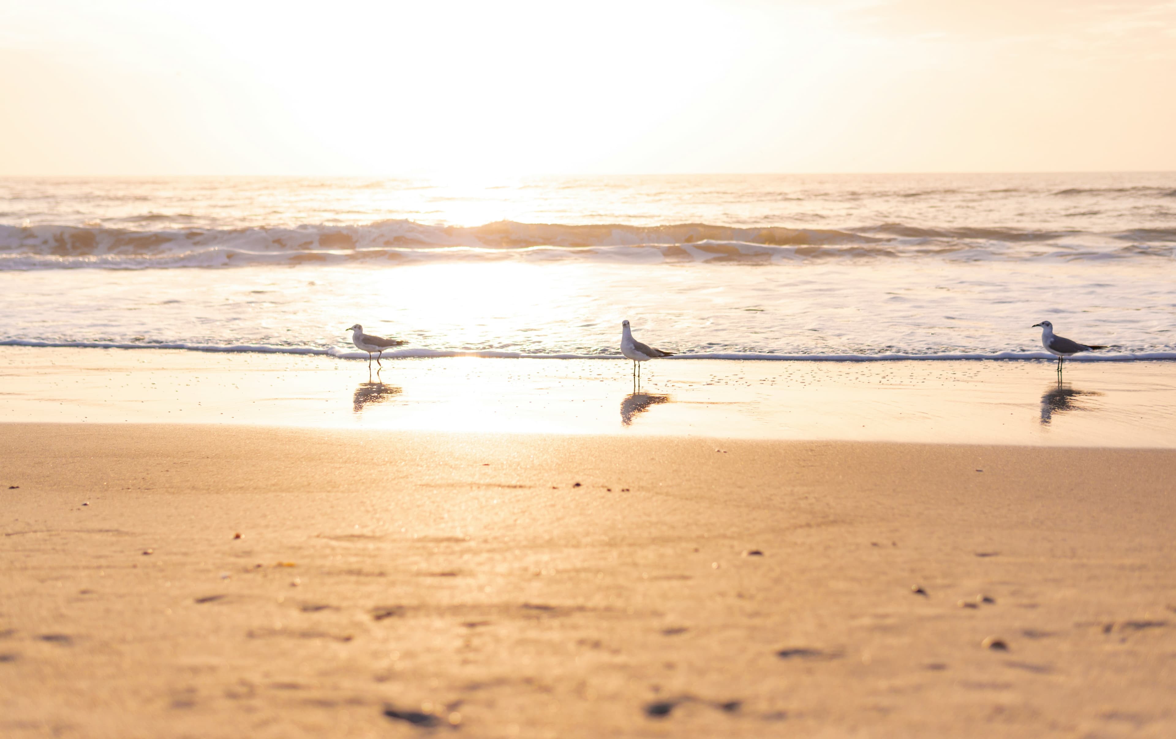 Beach Sunset