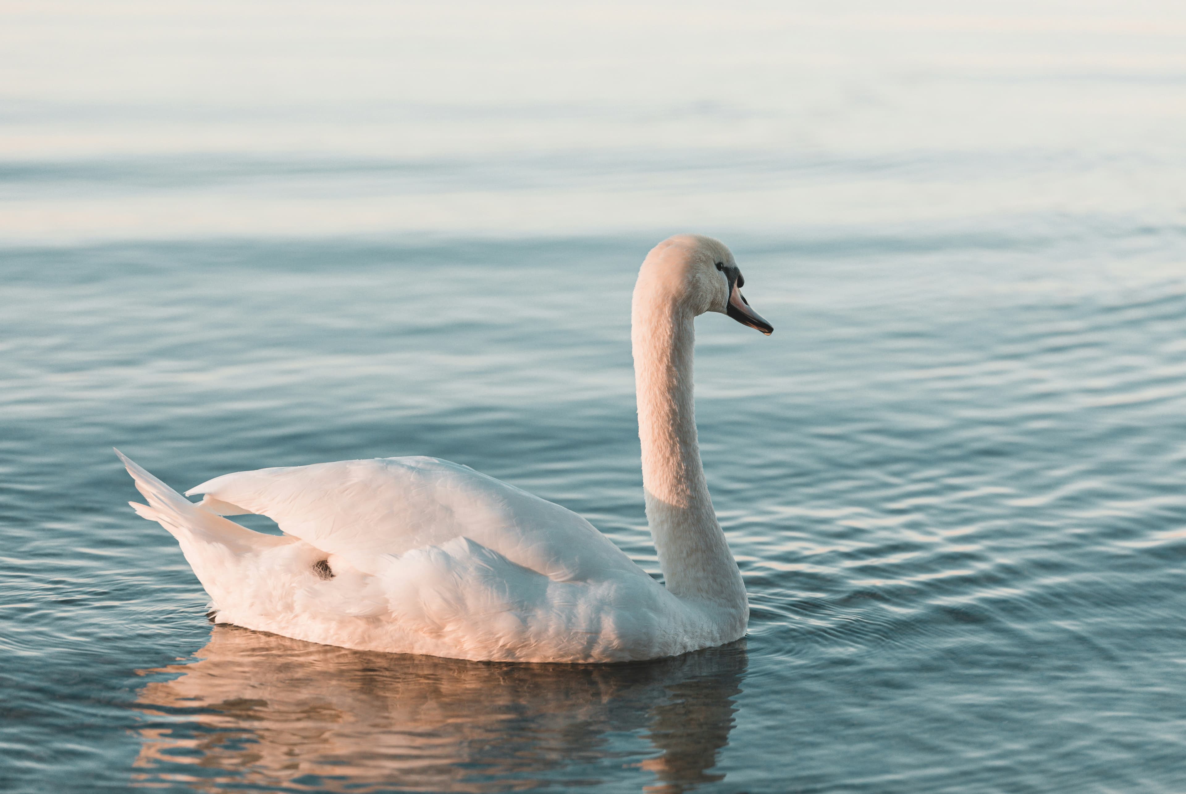 Swan